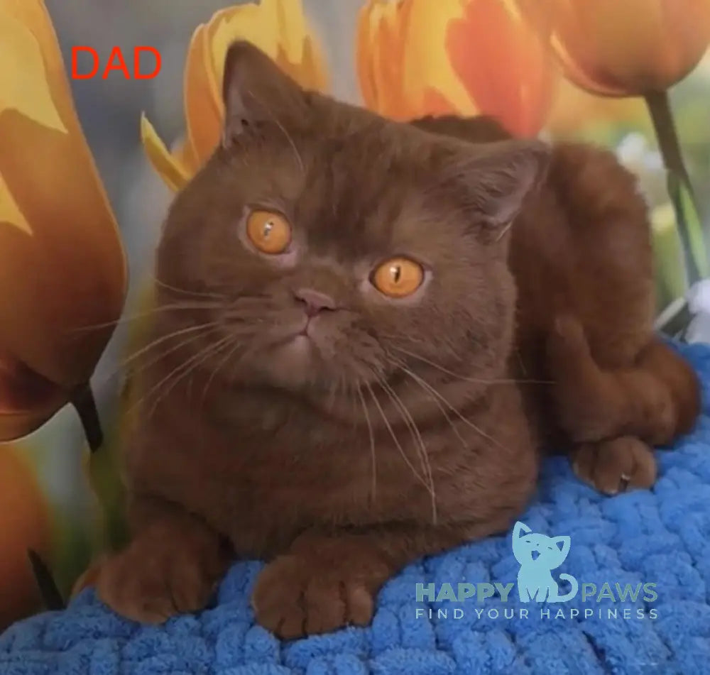 Gin British Shorthair male cinnamon ticked tabby live animals