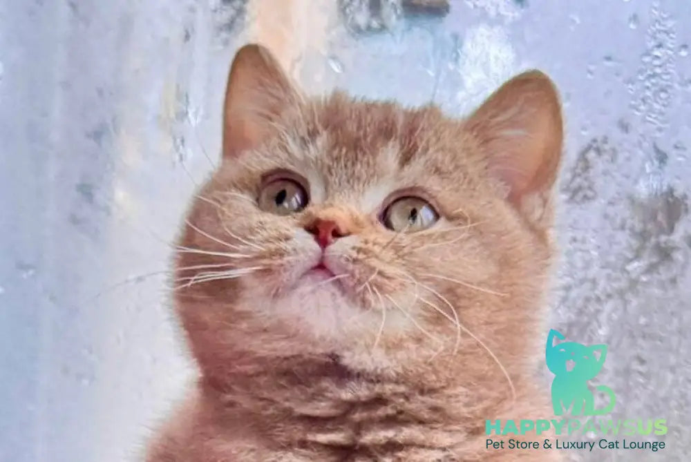 Gin British Shorthair male cinnamon ticked tabby live animals