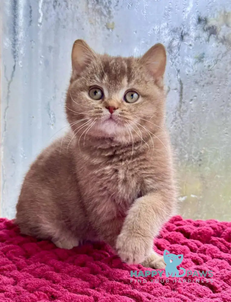 Gin British Shorthair male cinnamon ticked tabby live animals