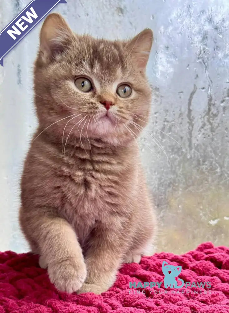 Gin British Shorthair male cinnamon ticked tabby live animals