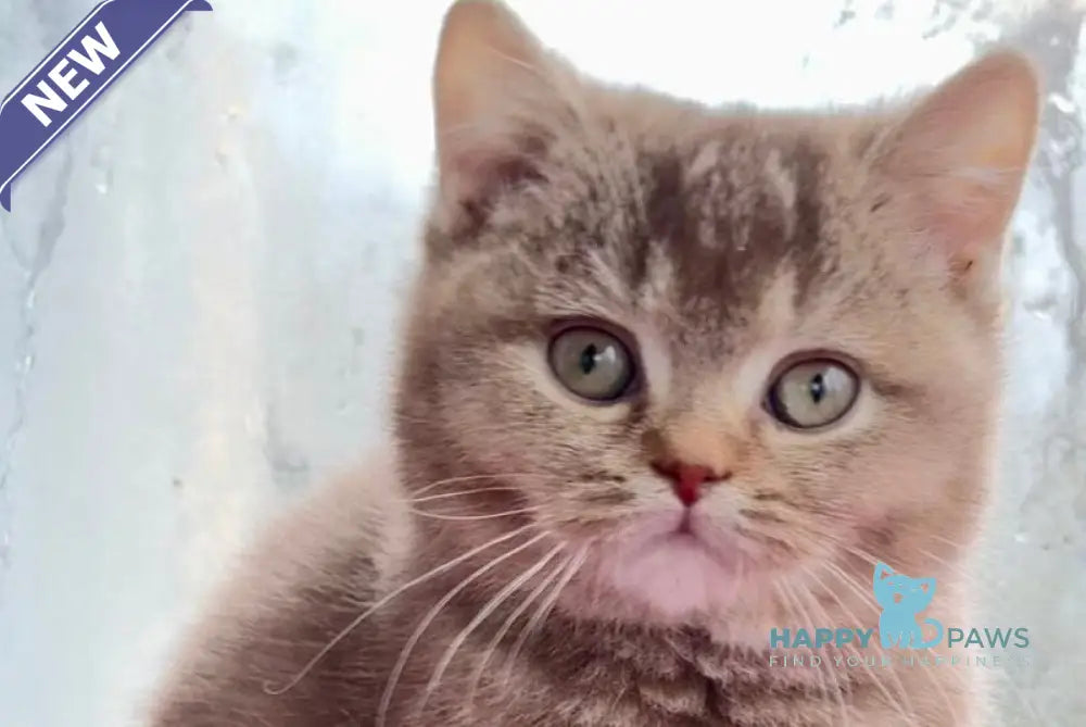 Gin British Shorthair male cinnamon ticked tabby live animals