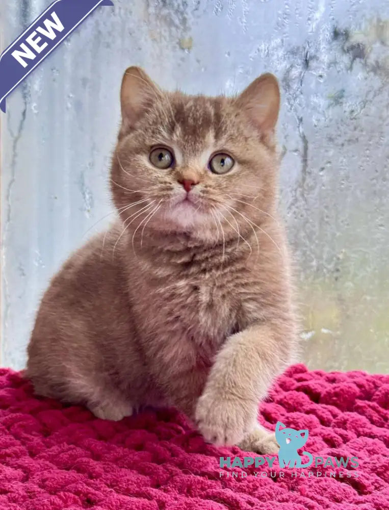 Gin British Shorthair male cinnamon ticked tabby live animals