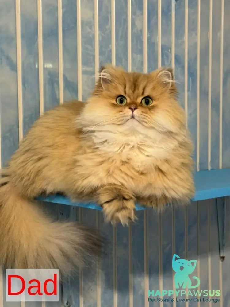 Gin Scottish Fold male black golden shaded - live animals