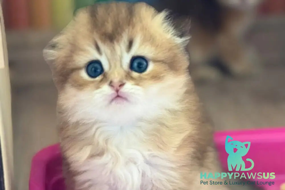 Gin Scottish Fold male black golden shaded - live animals