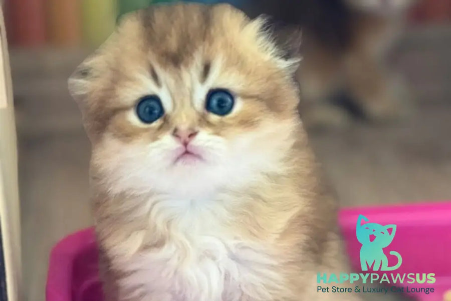 Gin Scottish Fold male black golden shaded - live animals