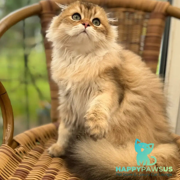 Gin Scottish Fold male black golden shaded - live animals