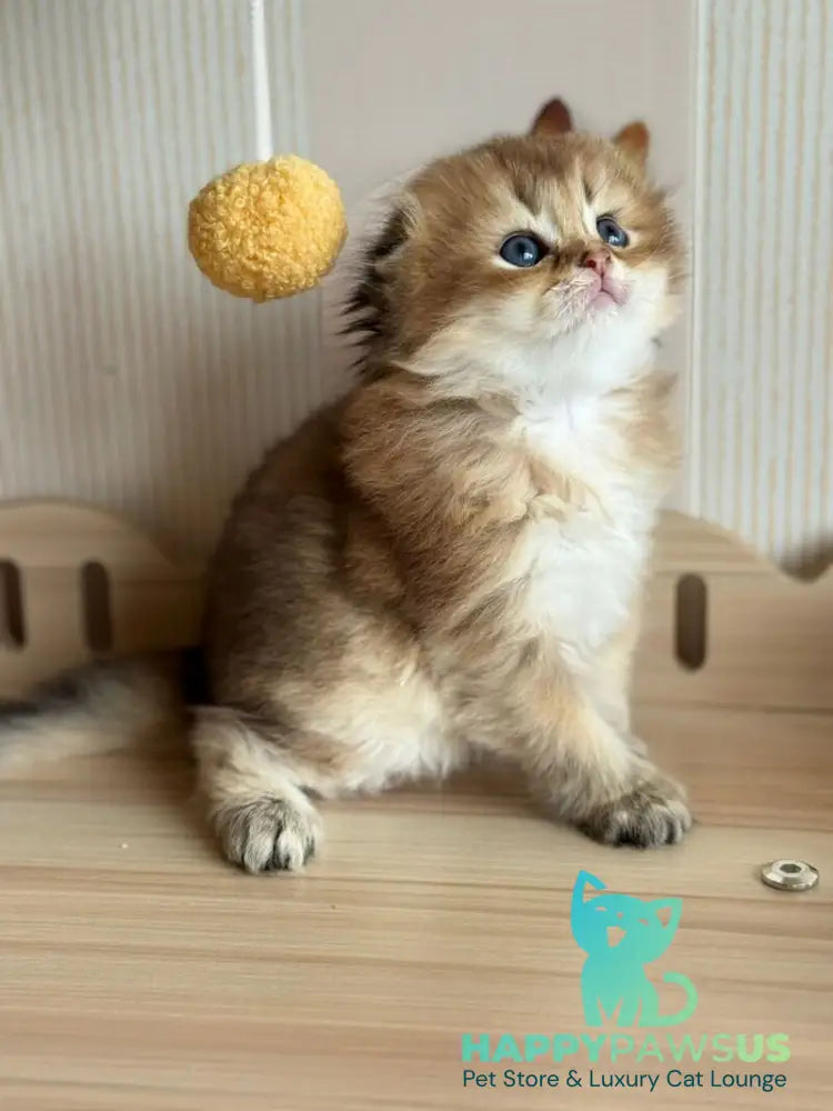 Gin Scottish Fold male black golden shaded - live animals