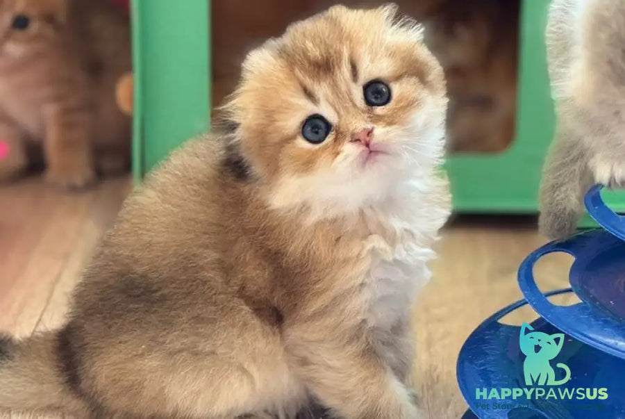 Gin Scottish Fold male black golden shaded - live animals
