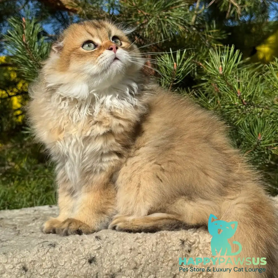 Gin Scottish Fold male black golden shaded - live animals
