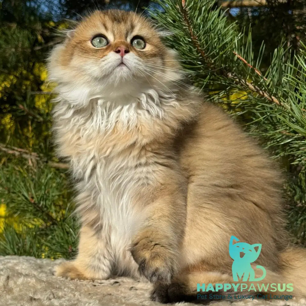 Gin Scottish Fold male black golden shaded - live animals