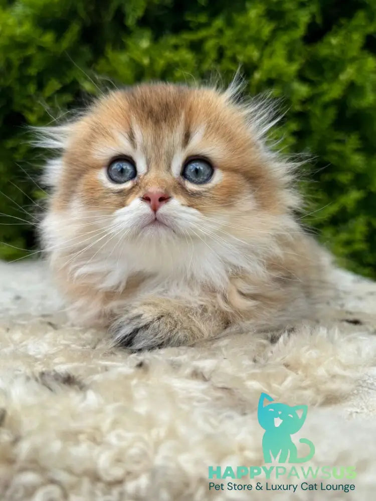 Gin Scottish Fold male black golden shaded - live animals