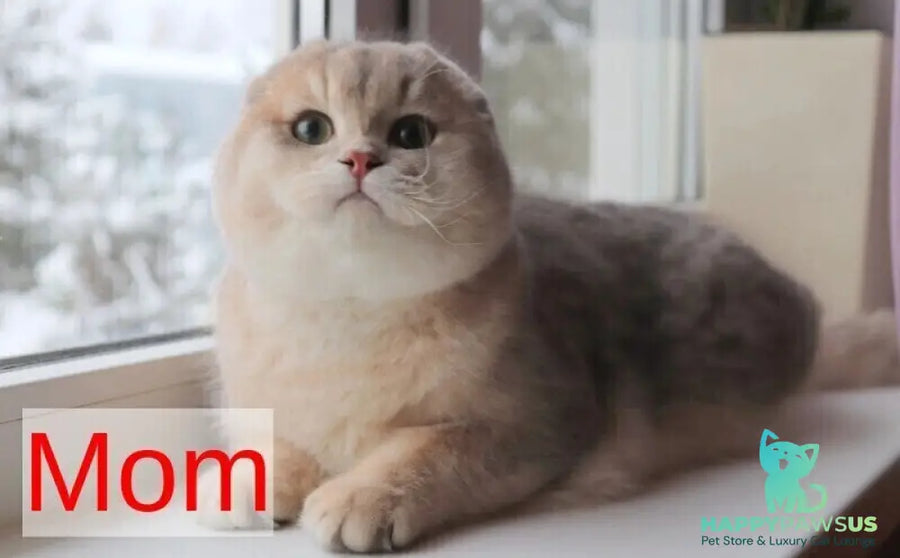 Gin Scottish Fold male black golden shaded - live animals
