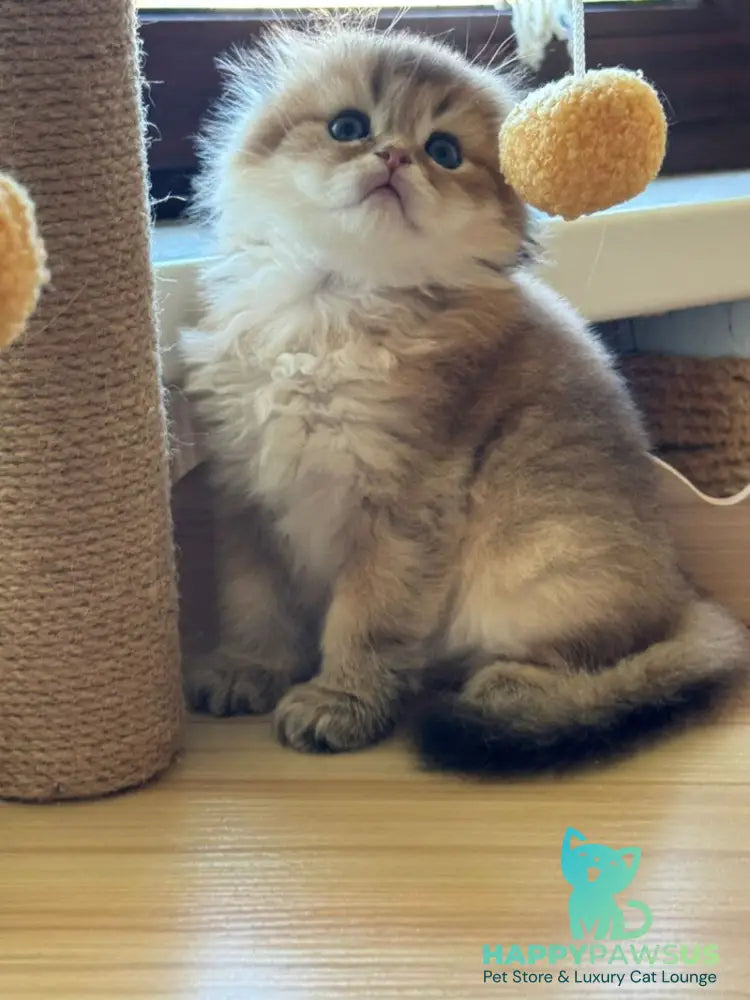 Gin Scottish Fold male black golden shaded - live animals
