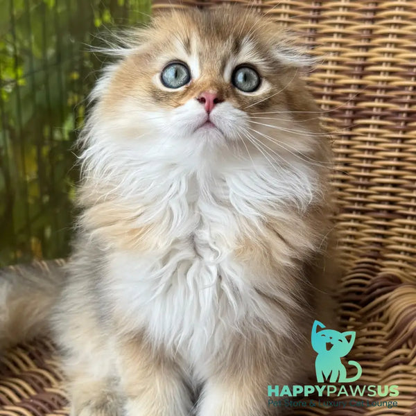 Gin Scottish Fold male black golden shaded - live animals