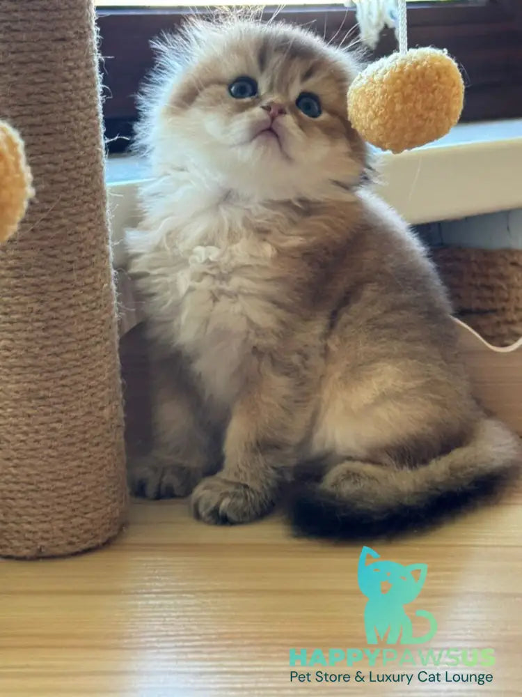 Gin Scottish Fold male black golden shaded - live animals
