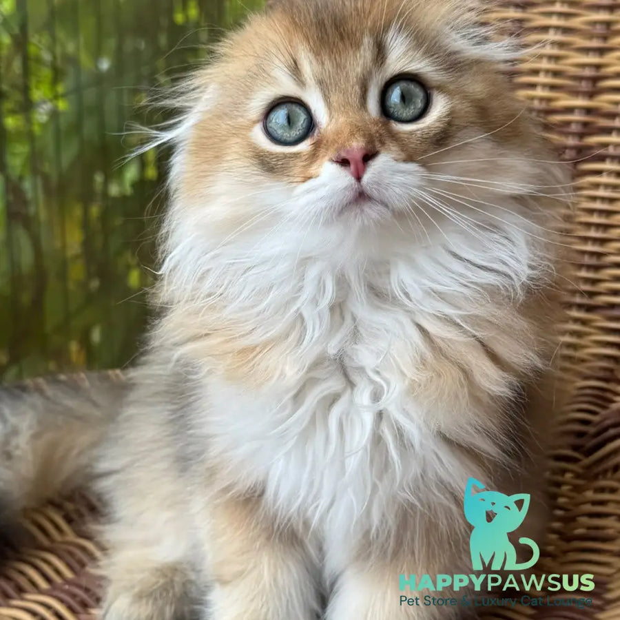 Gin Scottish Fold male black golden shaded - live animals