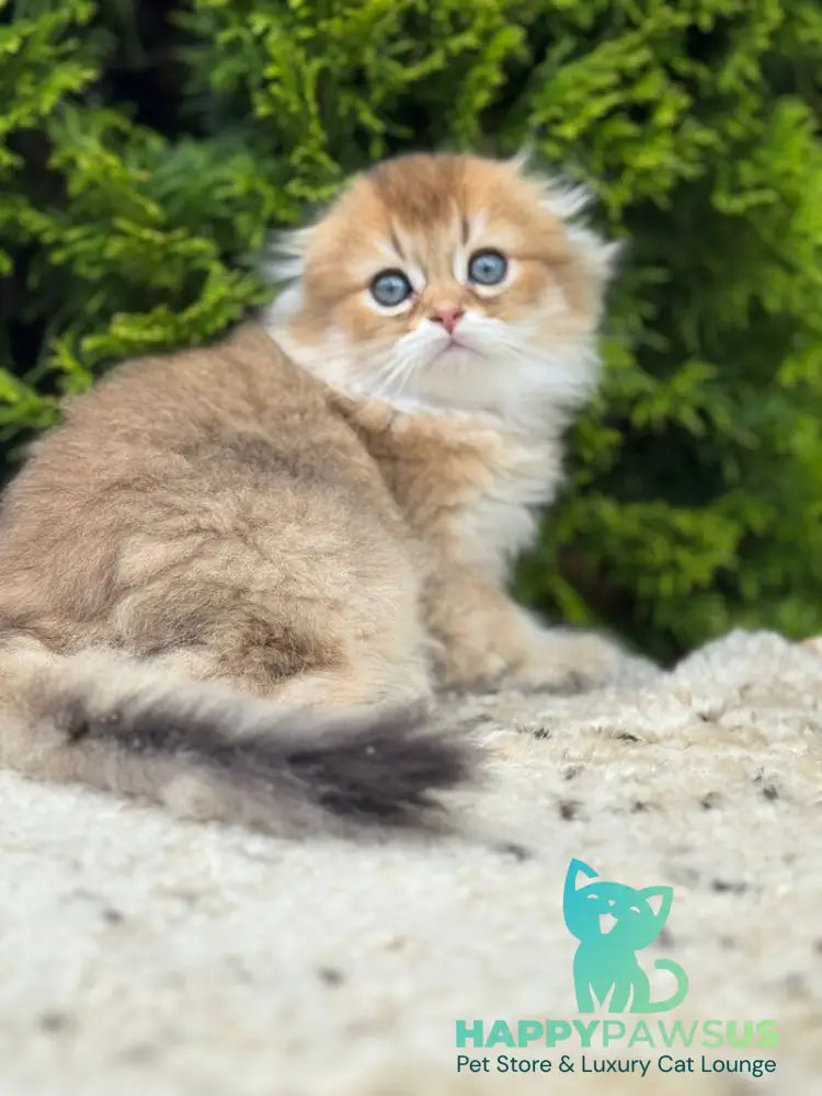 Gin Scottish Fold male black golden shaded - live animals