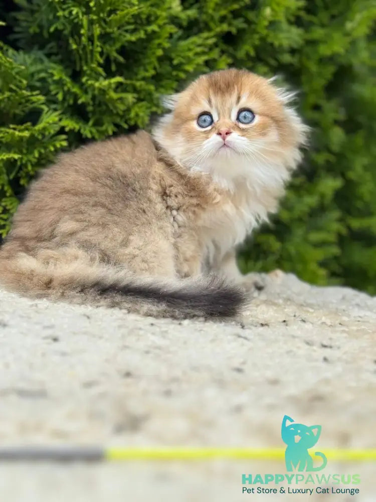 Gin Scottish Fold male black golden shaded - live animals