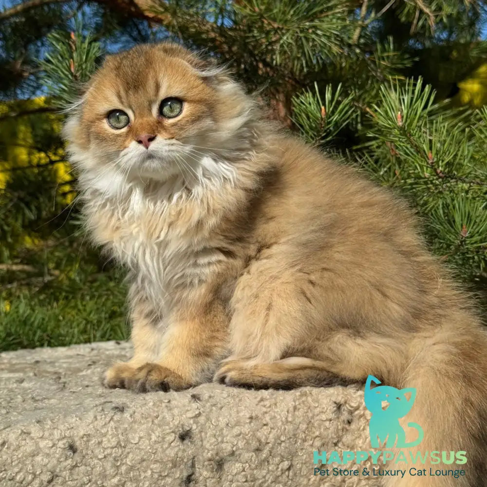 Gin Scottish Fold male black golden shaded - live animals