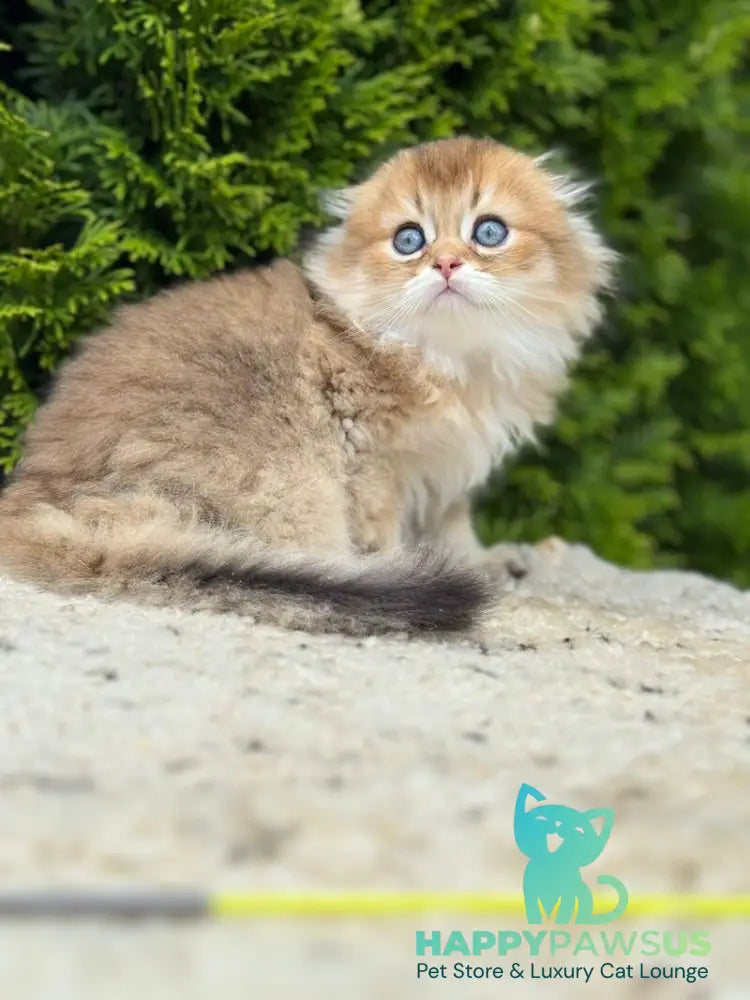 Gin Scottish Fold male black golden shaded - live animals