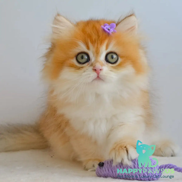 Gina British Longhair female black golden chinchilla - live animals