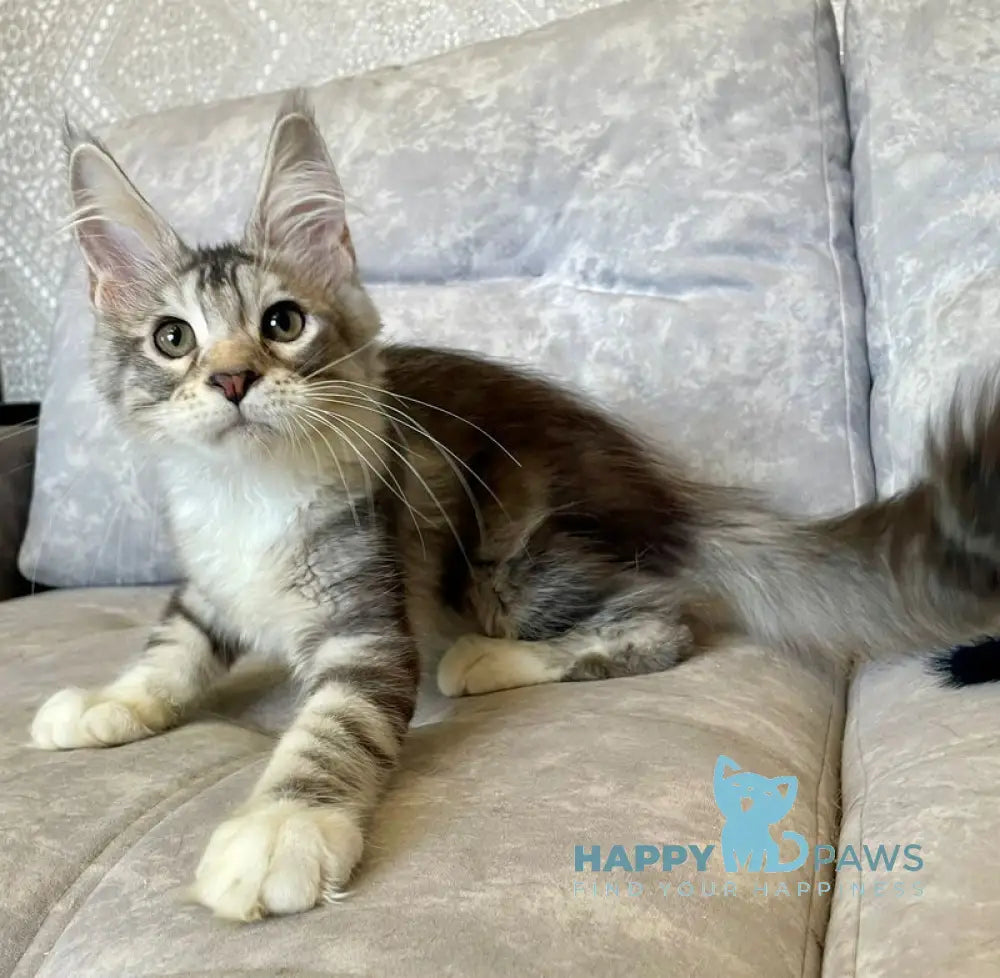 Gina Maine Coon female black tortie silver with white tabby live animals