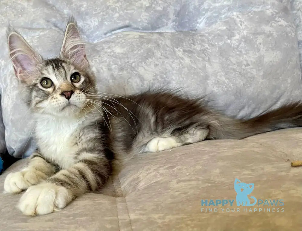Gina Maine Coon female black tortie silver with white tabby live animals
