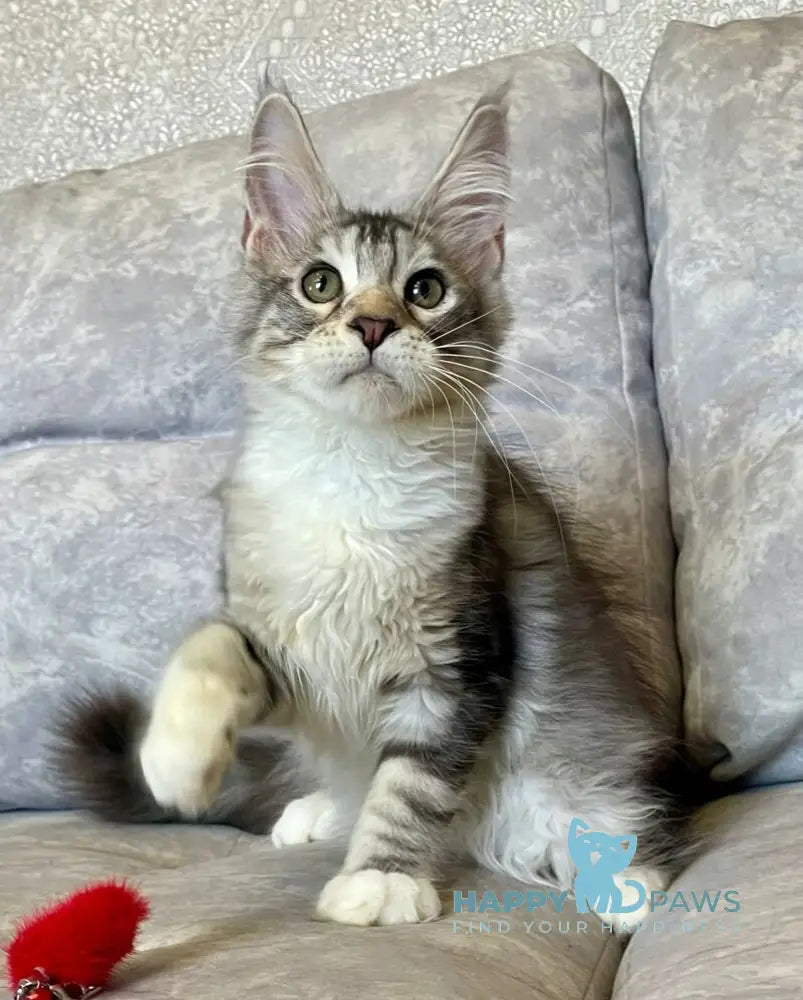 Gina Maine Coon female black tortie silver with white tabby live animals