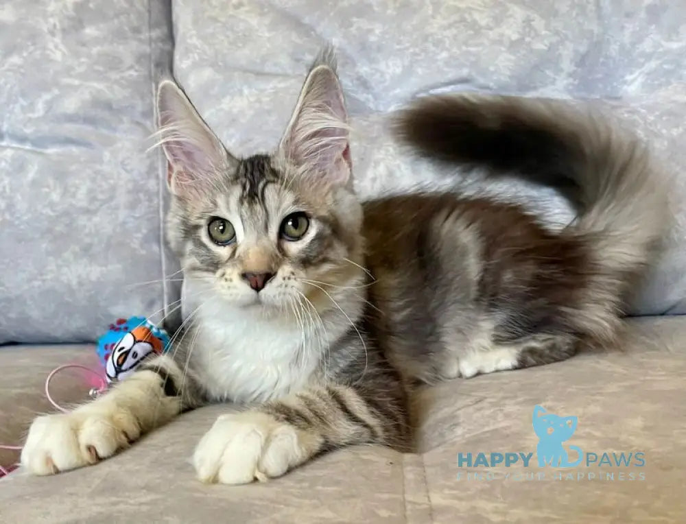 Gina Maine Coon female black tortie silver with white tabby live animals