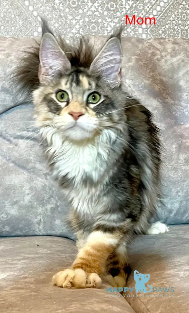 Gina Maine Coon female black tortie silver with white tabby live animals