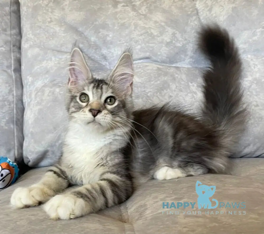 Gina Maine Coon female black tortie silver with white tabby live animals