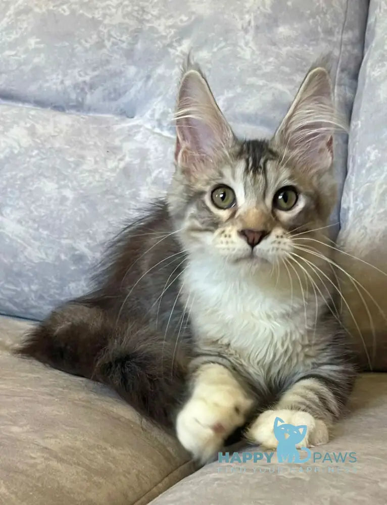 Gina Maine Coon female black tortie silver with white tabby live animals