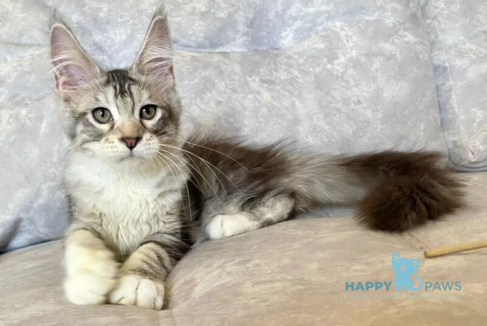 Gina Maine Coon female black tortie silver with white tabby live animals