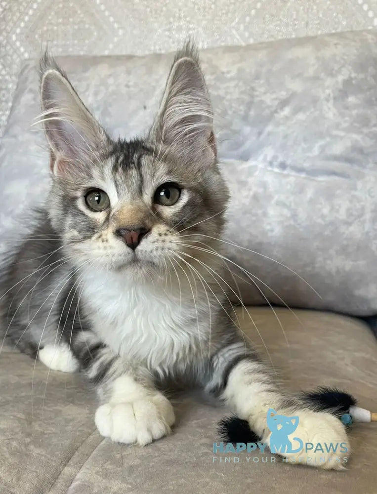 Gina Maine Coon female black tortie silver with white tabby live animals