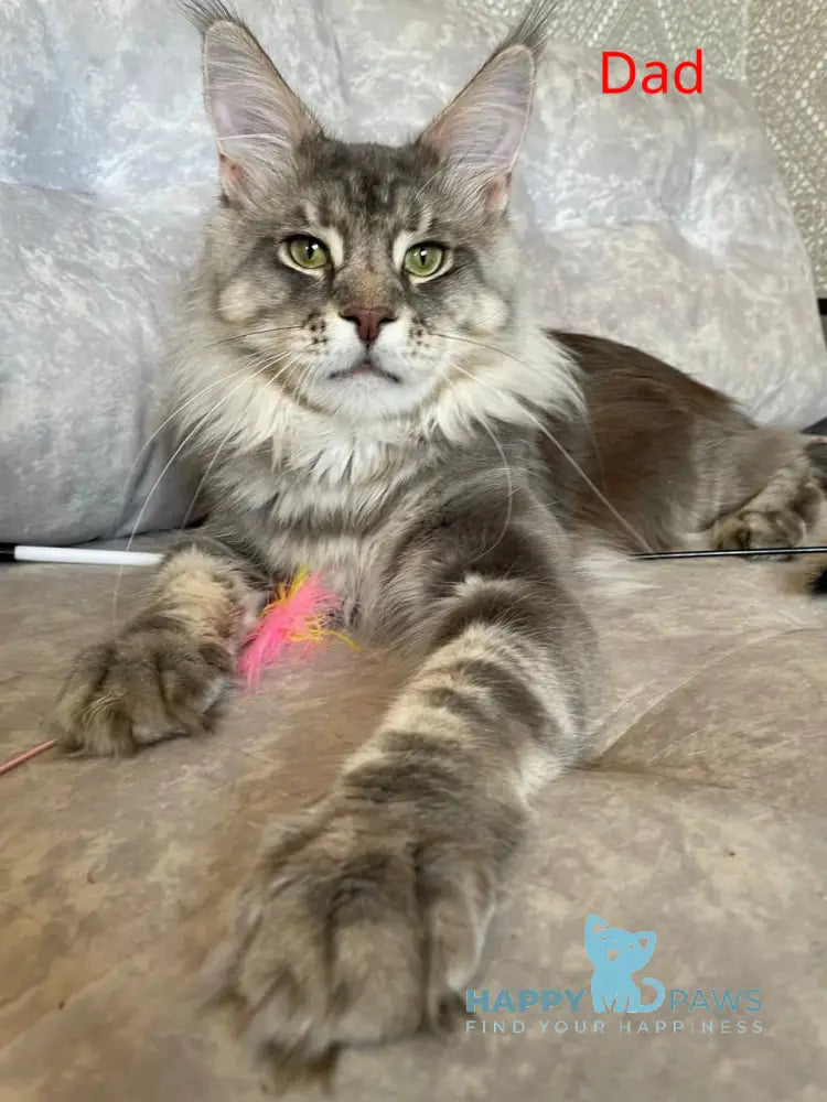 Gina Maine Coon female black tortie silver with white tabby live animals