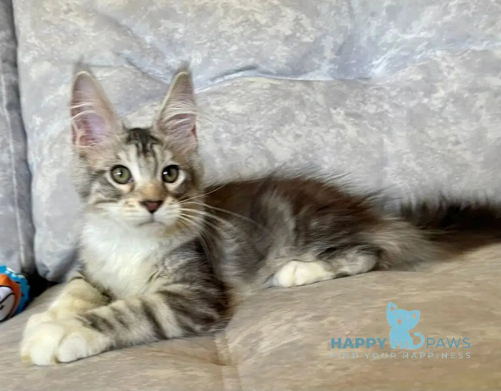 Gina Maine Coon female black tortie silver with white tabby live animals