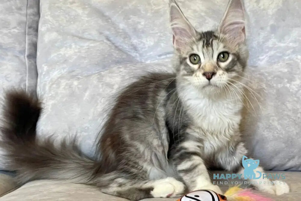 Gina Maine Coon female black tortie silver with white tabby live animals