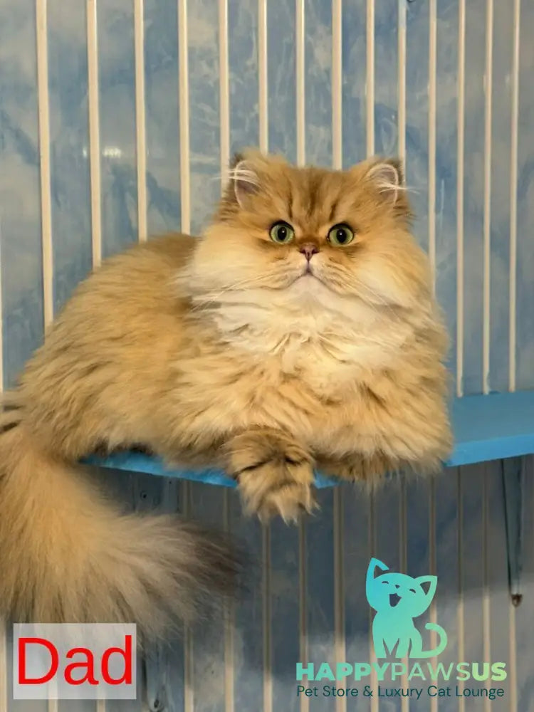 Gina Scottish Fold female blue golden shaded - live animals
