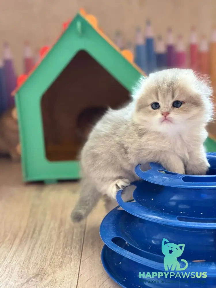 Gina Scottish Fold female blue golden shaded - live animals