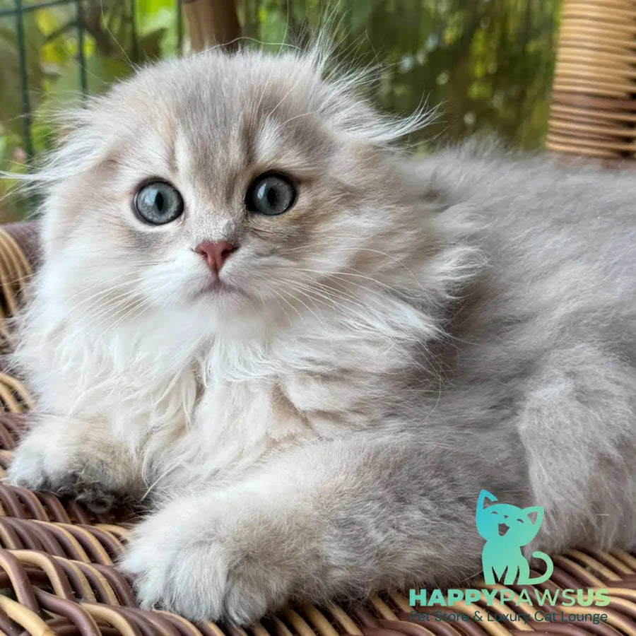 Gina Scottish Fold female blue golden shaded - live animals