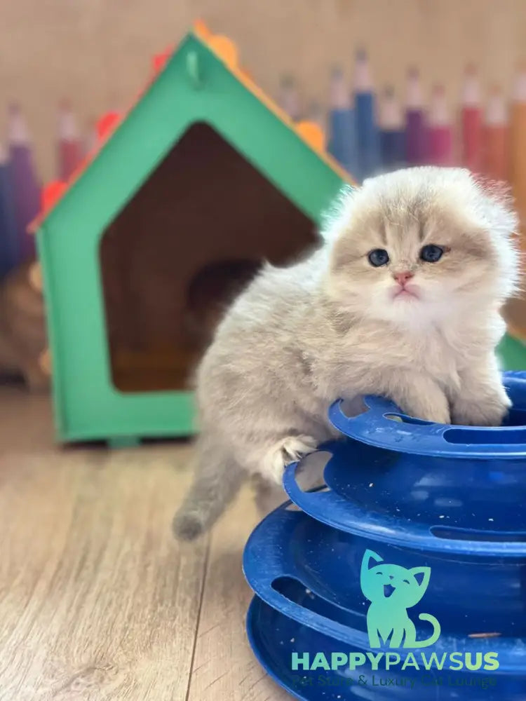 Gina Scottish Fold female blue golden shaded - live animals