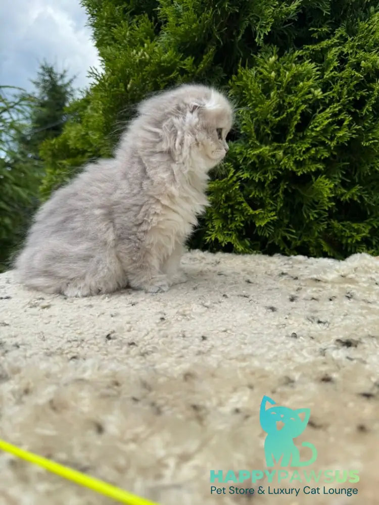 Gina Scottish Fold female blue golden shaded - live animals