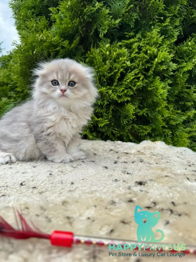 Gina Scottish Fold female blue golden shaded - live animals