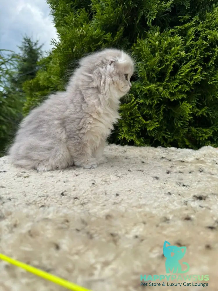 Gina Scottish Fold female blue golden shaded - live animals