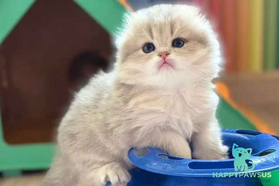Gina Scottish Fold female blue golden shaded - live animals