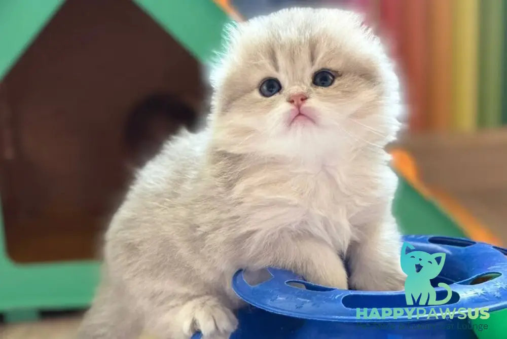 Gina Scottish Fold female blue golden shaded - live animals