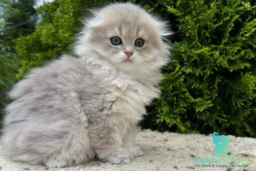 Gina Scottish Fold female blue golden shaded - live animals