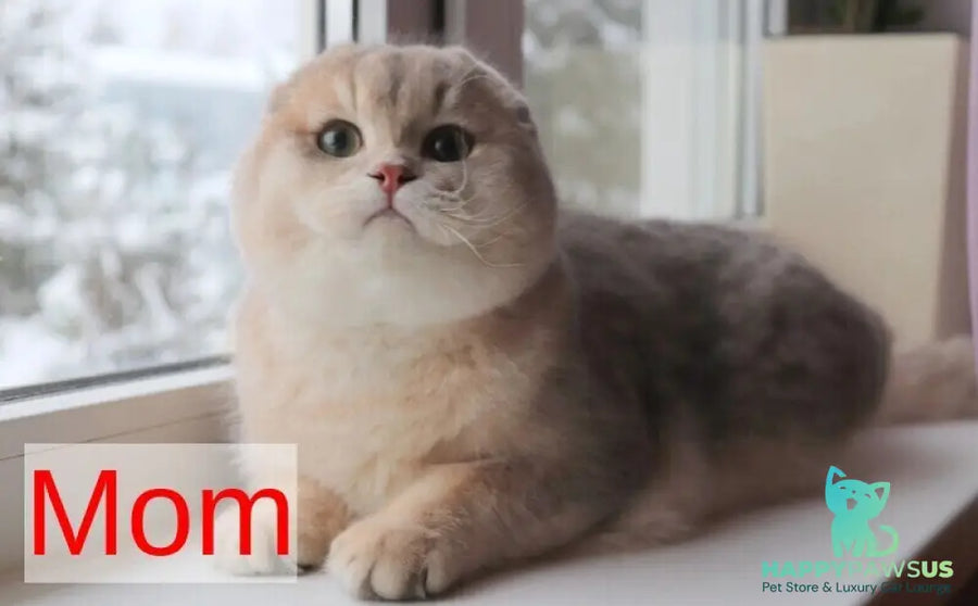 Gina Scottish Fold female blue golden shaded - live animals
