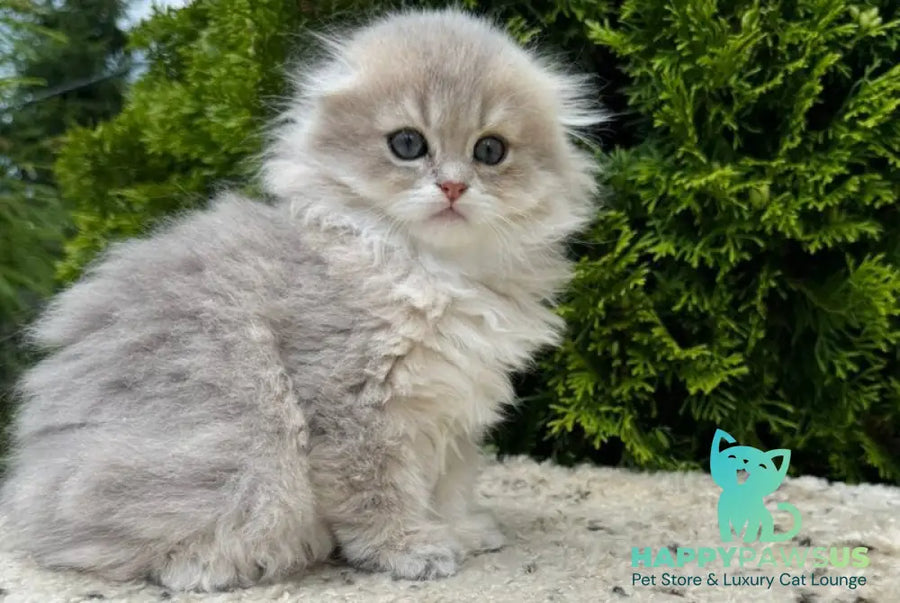 Gina Scottish Fold female blue golden shaded - live animals