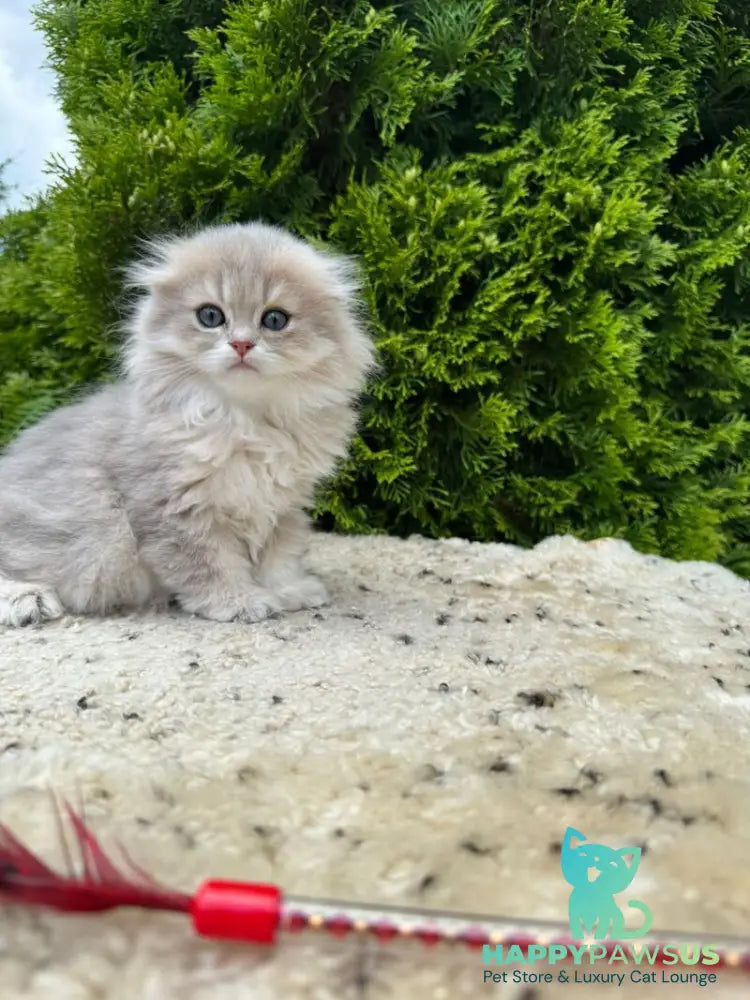 Gina Scottish Fold female blue golden shaded - live animals